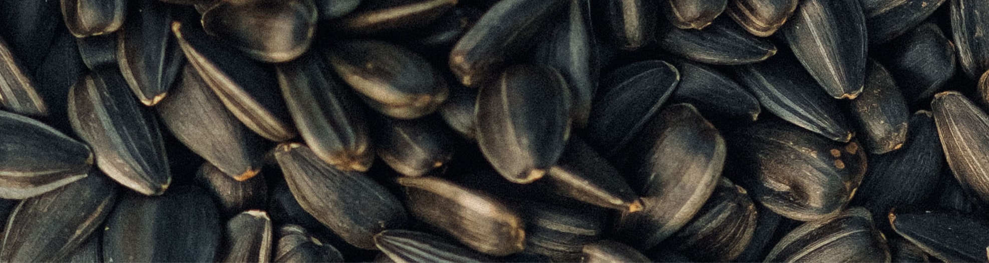 Seeds photo